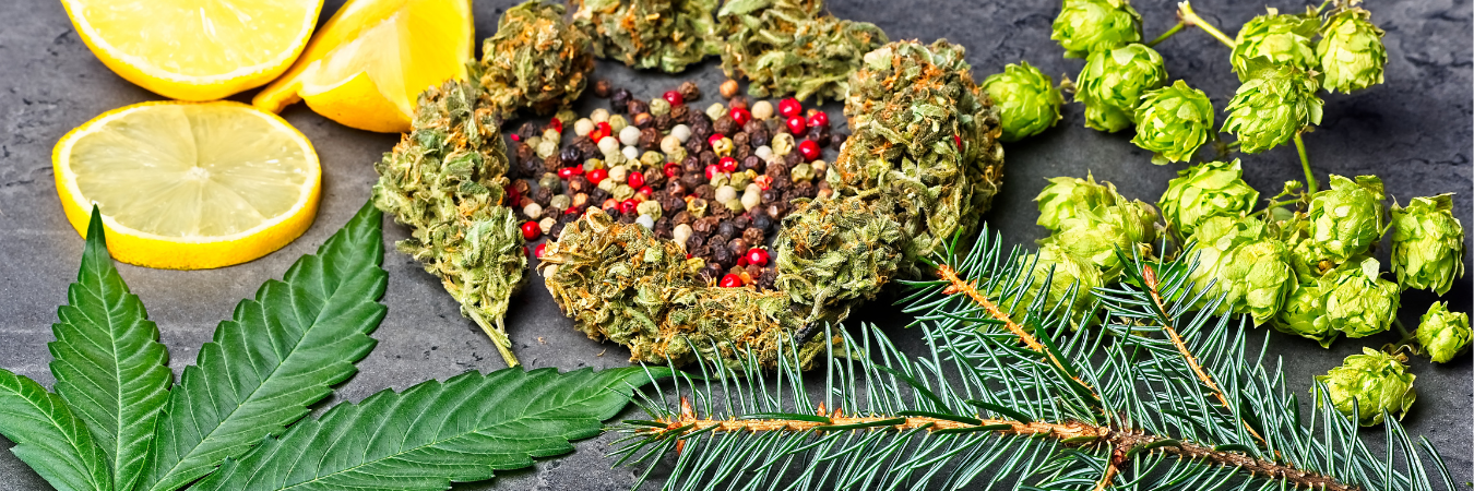Cannabis flower and leaf with hops, lemon, peppercorns, pine needles